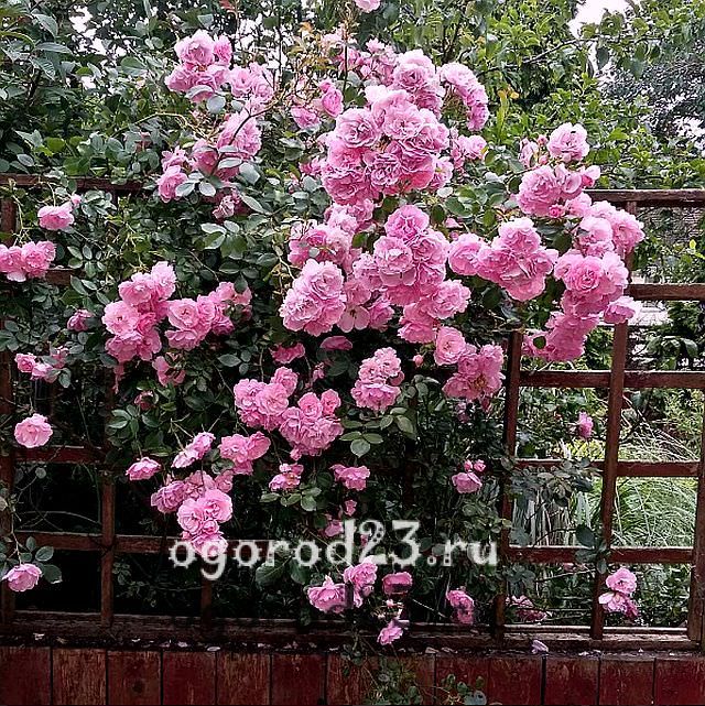 Queen Elizabeth Climbing Rose Bush