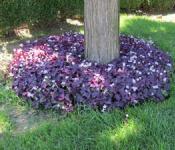 Oxalis violeta y triangular (oxalis): crecimiento y reproducción en interiores