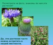 Presentation “Asteraceae
