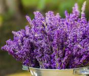 Lavendel zu Hause pflanzen, optimale Bedingungen und Pflanzenpflege