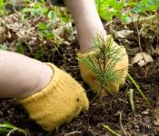 Bäume pflanzen im Frühling: Empfehlungen und Tipps