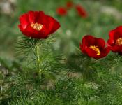 گل صد تومانی برگ نازک: آنچه باید در مورد کاشت و مراقبت در زمین باز بدانید