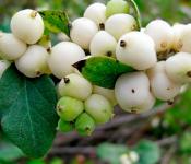A snowberry fajtái: leírás, előnyei, hátrányai és fényképek