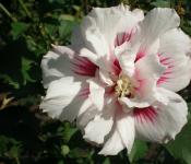 Hibiscus, plantare și îngrijire