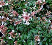 Abelia grandiflora: Beschreibung der Pflanze, notwendige Pflege, Reproduktion von Abelia grandiflora
