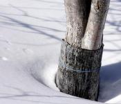 چگونه درختان را برای زمستان بپوشانیم - مراقبت از باغ خود