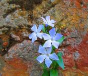 პერივინი - ლურჯი ყვავილების გაფანტვა მწვანე ხალიჩაზე