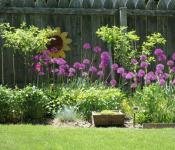 Cipolle decorative: piantare e prendersi cura dell'allium, consigli per la coltivazione