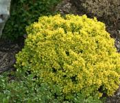 Crespino Thunberg aurea: descrizione + semina e cura della pianta