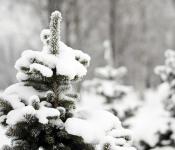 5 miti comuni sul ricovero invernale delle piante