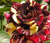 Zázrak výberu - ruža Abrakadabra