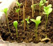 Caracteristici ale asterului în creștere: plantarea și îngrijirea în sol deschis
