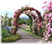 Зимостойкие сорта цветущих все лето плетистых роз