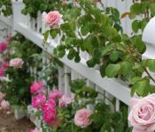 हरे-भरे फूलों के लिए वसंत ऋतु में गुलाब खिलाना