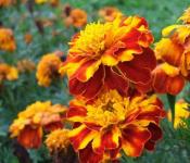 Ringelblumen im Freiland mit Setzlingen pflanzen: Foto + Video