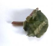 Πώς να πολλαπλασιάσετε τη βιολέτα (Saintpaulia) με το φύλλο
