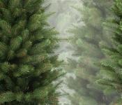 So stellen Sie einen Weihnachtsbaum richtig auf: Tipps und Tricks