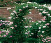 Karakteristikat e rritjes së trëndafilave në ngjitje: nuancat e mbjelljes dhe kujdesit për lulet në kopsht