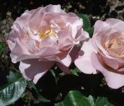 10 самых ароматных и душистых сортов роз