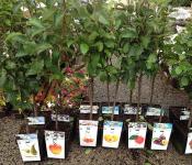 How to plant seedlings in autumn