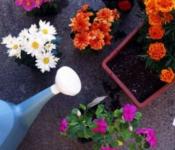 Удобрения для цветов в саду