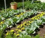 Nechtíky: výsadba a starostlivosť, fotografie sadeníc v otvorenom teréne