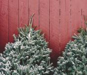 Τι πρέπει να κάνετε, τι να κρατήσετε ένα ζωντανό χριστουγεννιάτικο δέντρο, ώστε το χριστουγεννιάτικο δέντρο στο σπίτι να διαρκεί και να μυρίζει περισσότερο;