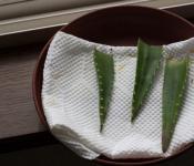 Aloe: Vermehrung zu Hause