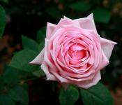Γνωρίστε τα υβριδικά τριαντάφυλλα τσαγιού!