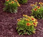 Grundregeln für die Blumenfütterung im Frühling in der Datscha
