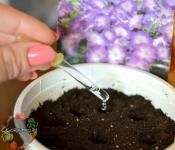 Come nutrire la petunia per una fioritura abbondante: combina abilmente i fertilizzanti!