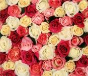 Čo znamenajú ruže v závislosti od farby púčikov?
