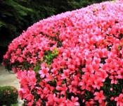Blommande buskar för en personlig tomt: foton och namn på de mest populära buskarna för ett sommarresidens