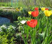 Výsadba tulipánov na jeseň v najvhodnejšom čase, berúc do úvahy všetky nuansy