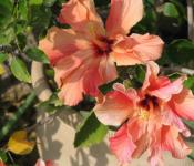 Plantarea și creșterea hibiscusului