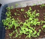 Pestovanie ageratum zo semien: kedy zasadiť a ako sa starať?