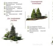 Ihličnaté stromy v krajinnom dizajne lokality