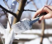 Πότε και πώς να καλύψετε μια νεαρή μηλιά για το χειμώνα