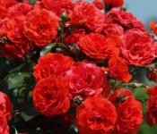 उद्यान गुलाब: रोपण और देखभाल, बढ़ने के नियम
