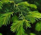 شاخه های صنوبر - چیست و چگونه از آن برای پوشش گیاهان برای زمستان استفاده کنیم؟