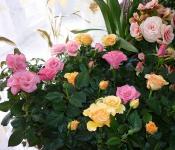 Selbstgemachte Rosen im Topf: Gießen, Düngen, Vermehren und Pflegen