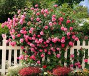 Ako zasadiť popínavú ružu na jar