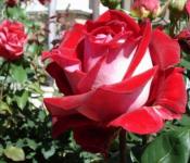 Υβριδικά τριαντάφυλλα τσαγιού: οι καλύτερες ποικιλίες, φύτευση και σωστή φροντίδα